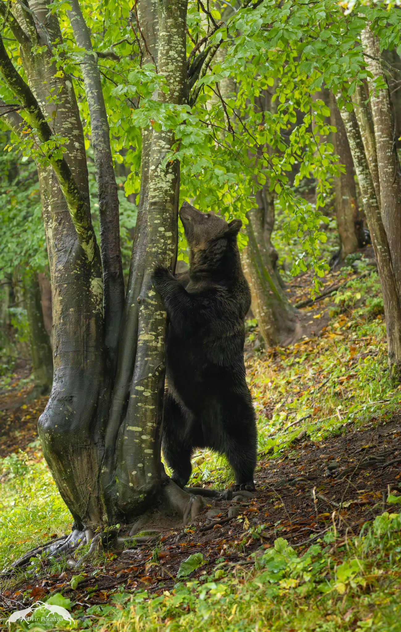 Tel Dor beach at sunset